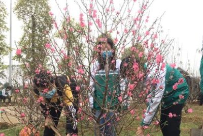 MÙA XUÂN GIEO NHỮNG MẦM XANH